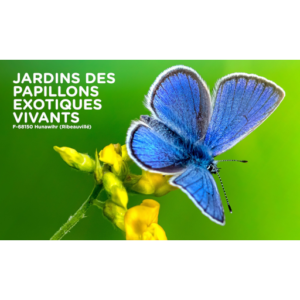 CARTE ACCES CULTURE - 2026 – Image 2